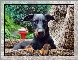 Fotelu, Doberman, W, Pysk